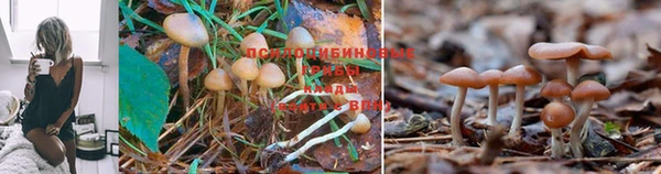 прущие крисы Дмитров